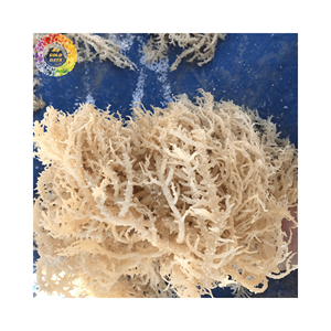 Musgo de mar seco sin sal de primera calidad, algas marinas de musgo irlandés dorado para gel Seamoss, Eucheuma Cottonii, 25kg Embalaje origen Vietnam - Product Image 4