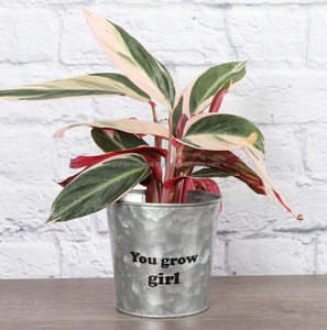 Macetas galvanizadas Planta Maceta grande con asa Al Aire Libre Grandes formas diferentes Venta al por mayor Maceta de metal galvanizado - Product Image 2