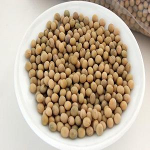 Vente en gros de graines de soja biologiques soja frais et séché en vrac à bas prix et de haute qualité disponible à la vente - Product Image 4