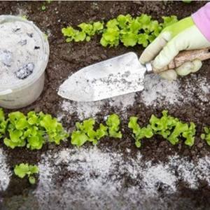 Poudre de cendres de bois de vache KSI India, naturelle, biologique, écologique, conditionneur de sol, encens indien religieux, sans produits chimiques - Product Image 5