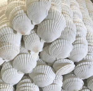Conchas de vieiras decorativas Premium | Decoración de estilo playero, suministros de fiesta de boda para arte costero hecho a mano - Product Image 1