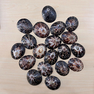 Coquilles de limpets naturelles de haute qualité pour l'allaitement sécurisé et la protection des mamelons Exportation - Product Image 2