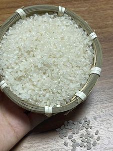 Riz japonica de haute qualité, grain moyen, avec 5% de grains cassés, style maïs, parfait pour les sushis - Product Image 3