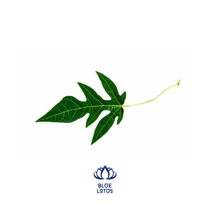 Feuilles de papaye séchées _ meilleur prix et produit de haute qualité provenant du VietNam - Product Image 1