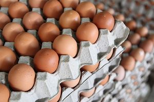 Huevos para incubar <span class=keywords><strong>Ross</strong></span> <span class=keywords><strong>308</strong></span> y Cobb 500 y huevos de mesa de pollo frescos - Product Image 6