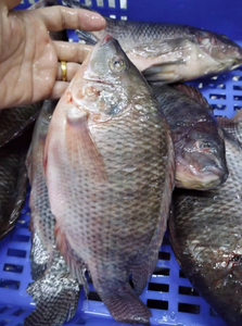 ปลานิลสีดำสดแช่แข็งทรงกลมพรีเมี่ยม - Product Image 4