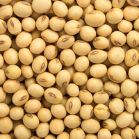 Graines de soja jaunes biologiques de qualité supérieure, non-OGM et naturelles, séchées