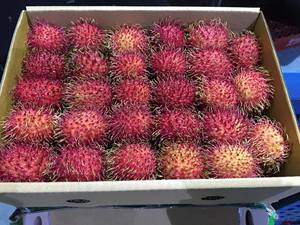 ราคาดี ผลไม้ทุเรียนแดงแช่แข็ง/ ทุเรียนแดงแช่แข็งเป็นผลไม้เมืองร้อนของเอเชีย คุณโซฟี - Product Image 3