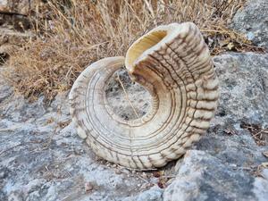 Cuernos de Oveja Reales, Cuernos Naturales Pulidos para Decoración y Manualidades, Alta Calidad - Product Image 5