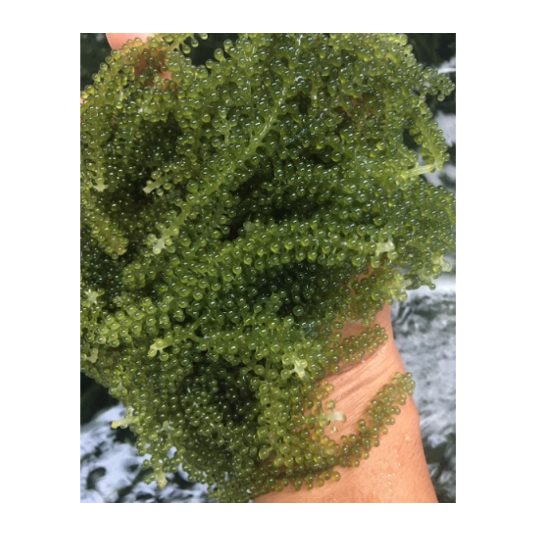 Импортный сушеный свежий морской виноград водоросли имеют высокую ценность для людей из Вьетнама