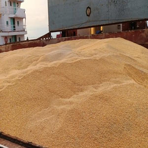 ข้าวโพดเหลืองแห้งสำหรับอาหารสัตว์ |   ข้าวโพดเหลืองเกรดอาหารสัตว์ จำหน่ายจำนวนมาก - Product Image 5