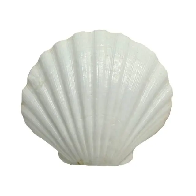 Sò điệp vỏ đồ trang trí, nguyên liệu động vật có vỏ cảnh trắng vỏ seashells decors // ms. Lima + 84 346565938