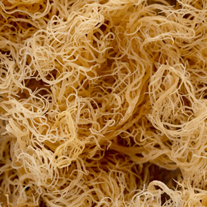 TOP-QUALITY VIETNAMESE <b>DRIED</b> SEA <b>MOSS</b> - BEST PRICE GUARANTEED - Product Image 2