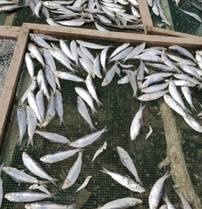 Arenque Seco Tradicional de Vietnam, Ideal para Cenas Familiares o como Aperitivo, Marisco Premium con Rico Sabor - Product Image 4