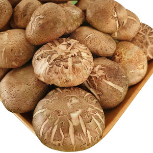 Wholesales Dried Shiitake <b>Mushroom</b> Dried <b>Mushroom</b> for Sale Shiitake <b>Mushroom</b> - Product Image 6