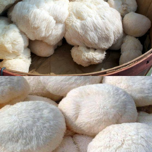 Crinière de Lion en forme de champignon, pour cuisiner, délicieux, meilleure vente, vacances - Product Image 4