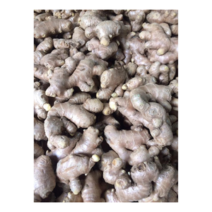 Jengibre fresco natural con estructura tierna de consistencia jugosa de aroma agudo y firmeza ideal utilizado en varios culinarios - Product Image 6