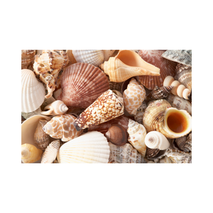 เปลือกหอยเปลือกหอยสีขาวขนาด14ซม. 99ข้อมูลสีทอง - Product Image 1