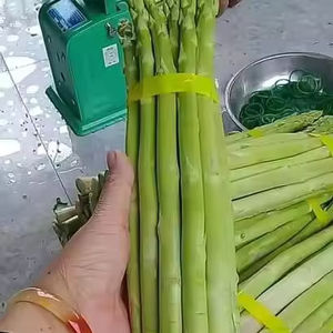 Lances d'asperges vertes fraîches du Vietnam récoltées quotidiennement directement de la ferme - Product Image 1