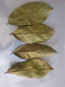 Feuilles de corossol séchées du Vietnam avec un séchage uniforme, une surface propre et une couleur cohérente pour l'exportation en vrac - Product Image 6
