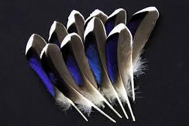 Plumes de canard naturelles pour les arts artisanaux Coiffes DIY Postiches Mariage Halloween Décor Motifs Colorés Teints Lavés Bruts - Product Image 2