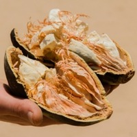 Verse Baobabvruchten Natuurlijk Superfood Rijk aan Voedingsstoffen voor Groothandel, Voedselverwerking en Export Supply Chain