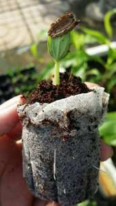 Le prix le plus bas de granulés de tourbe de coco naturelle pour l'usine de granulés de tourbe de coco de pépinière au Vietnam - Product Image 3