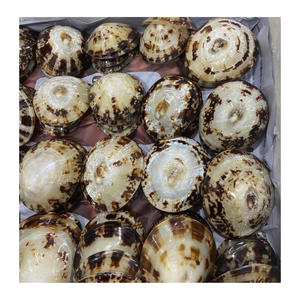 Vietnam Limpet Shell fourni par 99 Gold Data pour le style intérieur et l'artisanat décoratif Limpet Shell Utilisation - Product Image 1