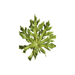 ใบมะละกอแห้งที่ขายดีที่สุดในถุงสั่งทํา / คุณภาพสูงสุด - Product Image 5