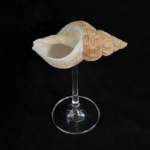 Verre à vin moderne de luxe, fabriqué à la main, écologique, en coquillages et verre, esthétique océanique, vous rapproche de la nature, pour profiter de vos boissons - Product Image 3