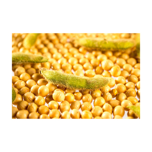 High Quality Food Grade AD Dried Non-GMO <b>Soybeans</b> Yellow Soya Beans 25kg in Bulk or Bag Packaging - Product Image 1