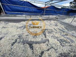 Venta al por mayor de Takimex proveedor exportador fabricante de tilapia seca escamas de pescado ossein descalcificado tipo Vietnam con alta calidad - Product Image 4