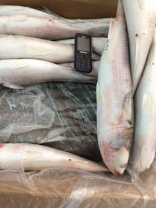 ปลากระเบนแปซิฟิกแช่แข็ง IQF บรรจุภัณฑ์แบบขายส่ง อายุการเก็บรักษา 12 เดือน ราคาถูก - Product Image 5