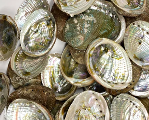DECORATION GIFTS READY SHIP ORGANIC MATERIAL SEASHELL <b>ABALONE</b> CARVED LARGE QUANTITY RAINBOW LIGHT SAGE SMUDGING ANIMAL THEME - Product Image 5