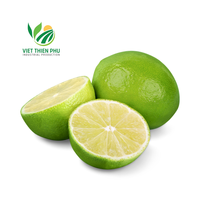 VTP VIETNAM ZAADLOZE VERSE GROENE CITROEN 5cm 100% NATUURLIJK VOORDELIGE PRIJS