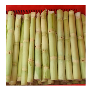 โซ่ผลิตอาหารและขายปลีกส่งออกอ้อยแช่แข็งชิ้นอ้อยแช่แข็งแบบสดจากเวียดนาม - Product Image 1