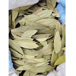 Bay Leaves Laurus Nobilis daun aromatik kering alami digunakan untuk meningkatkan rasa memasak dan obat Herbal dalam kuliner