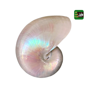 Réduit imparfait 7 pouces poli mère de nacré coquillage plage nautique irisé opale sirène coquille ivoire rose - Product Image 1