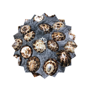 Cadeau de décoration de la mer au Viet Nam Seashell - Product Image 1