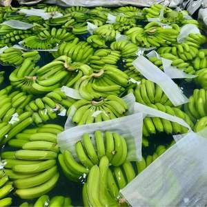 Plátanos Cavendish Frescos de Primera Calidad - Calidad de Exportación Clase I - Suministro a Granel - Product Image 5