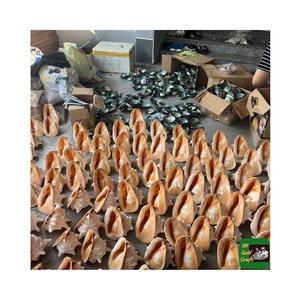 Coquillages océaniques naturels véritables à collectionner Grand casque de reine à cornes Cornuta Coquillages de conque - Product Image 1