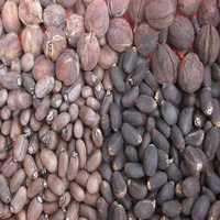 Offre Spéciale de graines de jatropha séchées pures et biologiques Produit agricole disponible en vente en gros