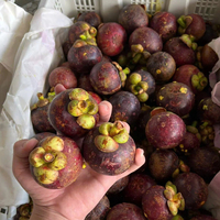 Mangoustan frais du Vietnam, de haute qualité, sucré et juteux, exportation en vrac