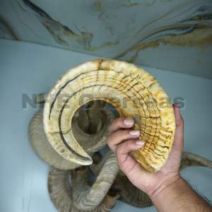 Le chien en corne de bélier naturel de qualité supérieure mâche des friandises sûres nutritives de longue durée favorisant la force dentaire des gencives saines et des canines heureuses - Product Image 2