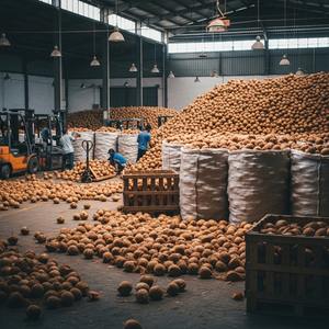 Promotion à chaud Noix de coco fraîches Qualité d'exportation Riche en eau et en viande Idéal pour les acheteurs et distributeurs de détail - Product Image 6
