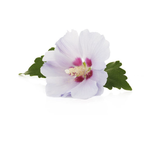 Kanha Nature Oils Premium Quality Musky Diffuseur Oil Pure Essential Oil 100% Pure HALAL/ISO9001/KOSHER GMP Certified OEM Supply - Product Image 4