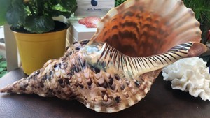 Venta al por mayor Trompeta Tritón Amonita Decoración/Concha Big Seashells - Product Image 5