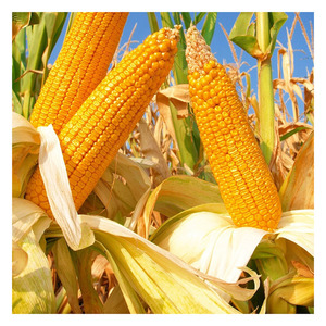 Maíz amarillo orgánico de buena calidad, maíz dulce, sin OGM, superventas, suministro a granel al por mayor, calidad superior, precio de fábrica - Product Image 2