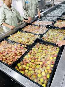 Iqf ลิ้นจี่แช่แข็ง | ผลไม้เมืองร้อนธรรมชาติ | คุณภาพการส่งออก - Product Image 6