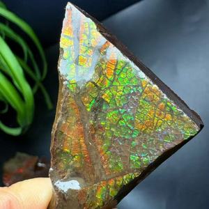 Fósil de Amonita Canadiense Real al por Mayor, Ammolita Cruda Colorida, Espécimen de Piedra Preciosa, Fósil de Vida Marina Antigua Natural de Canadá - Product Image 3